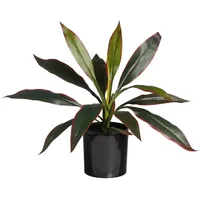 Aplanta Künstliche Cordyline - Monti | 40 cm