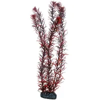 Dohse Eusteralis 39 cm