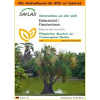 SAFLAX - Garden in the Bag - Elefantenfuß/Flaschenbaum -