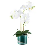 Fuchs Versand 24/7 Phalaenopsis ca 54cm weiß, im Keramiktopf grün 12x13cm Real Touch"