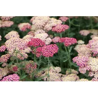 Pflanzen Für Dich Achillea millefolium 'Paprika' Schafgarbe, ca. 9x9