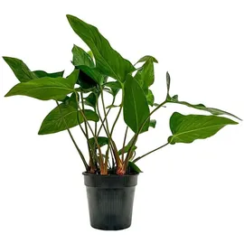 AQUARISTIKWELT24 Mutterpflanze Aquariumpflanze Anubias hastifolia Nr.301h XL