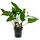 AQUARISTIKWELT24 Mutterpflanze Aquariumpflanze Anubias hastifolia Nr.301h XL