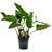 AQUARISTIKWELT24 Mutterpflanze Aquariumpflanze Anubias hastifolia Nr.301h XL