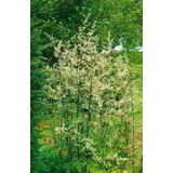 PlantaPro Artemisia lactiflora 'Guizhou' 9x9 cm Topf – Winterhart, Mehrjährig, Pflegeleicht – Chinesischer Beifuß – Staude für Beet & Rabatte