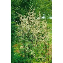 PlantaPro Artemisia lactiflora 'Guizhou' 9x9 cm Topf – Winterhart, Mehrjährig, Pflegeleicht – Chinesischer Beifuß – Staude für Beet & Rabatte