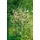 PlantaPro Artemisia lactiflora 'Guizhou' 9x9 cm Topf – Winterhart, Mehrjährig, Pflegeleicht – Chinesischer Beifuß – Staude für Beet & Rabatte