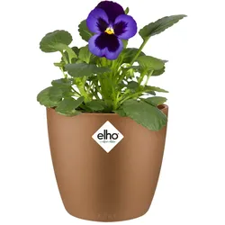 Blumentopf Brussels Samtgold 11x10cm 0,8L