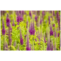 Pflanzen Für Dich Teucrium x lucidrys, Gamander, ca. 9x9