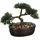 Atmosphera Créateur d'intérieur Bonsai 32x16x23 cm Keramik, schwarzer Topf 103379