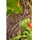 Gardena Verteilerrohr 4,6 mm 3/16" 50 m 1348-20