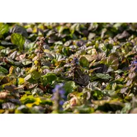 Pflanzen Für Dich Ajuga reptans Braunherz Günsel, bronzefarben, ca.