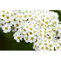 Pflanzen Für Dich Spiraea arguta Brautspiere, Weiß 40–60 cm