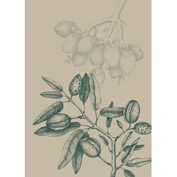Bild KOMAR "Wild Mandolino", beige (farbe bild(er): beige), B:50cm H:70cm, Papier, Holz, Bilder, Wandbild zur Dekoration - ohne Rahmen