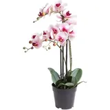 Kunstorchidee Orchidee Bora Orchidee, Botanic-Haus, Höhe 60 cm weiß