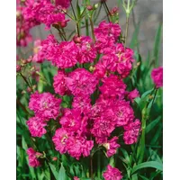 Pflanzen Für Dich Lychnis viscaria 'Plena' Kuckuckslichtnelke, gefüllt, ca.