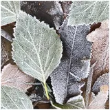 PaperDesign Weihnachtlicher Zelltuchserviette 25x25cm 7321012108328 Paper+Design 20 Stück