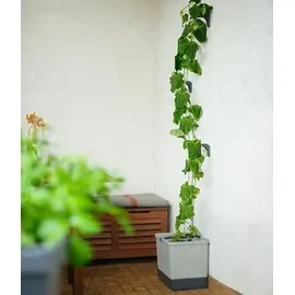 Gusta Garden Curt Cucumber Pflanzkasten 34,7 x 28,1 x 13,8 cm hellgrau