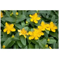 Pflanzen Für Dich Hypericum calycinum, Johanniskraut, gelb, ca. 9x9