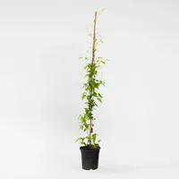 Plant in a Box - Waldrebe - Clematis 'Hagley