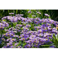 Pflanzen Für Dich Aster novi-belgii 'Sailor Boy' Glattblatt-Aster, ca.