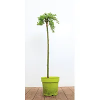Pflanzen Für Dich Salix arbuscula, Zwergweide, 30 cm Stammhöhe