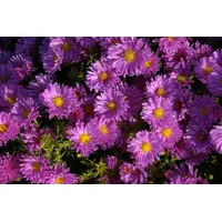 Pflanzen Für Dich Aster dumosus 'Kassel' p 0,5