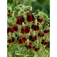 Pflanzen Für Dich Ratibida columnifera F.pulcherrima Prärie-Sonnenhut Ca. 11x11