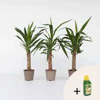 Plant in a Box - Palmlilie - 3 Stk