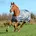 Turnout Medium Big Neck 150g 135 Grau