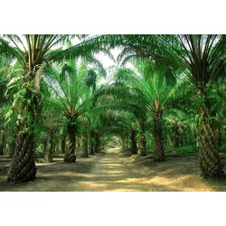 Fototapete PAPERMOON "PALMEN ALLEE-BAUM DSCHUNGEL SONNE WEG PFLANZE PLANTAGE", bunt, B:4,00m L:2,60m, Vlies, Tapeten