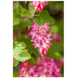 Ribes sanguineum 'King Edward VII', Blutjohannisbeere, rot, 60–100 cm
