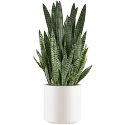 CREATIV green künstliche Pflanze Sansevieria zeylanica, 108cm