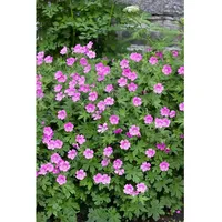 Pflanzen Für Dich Geranium sanguineum 'Elke', Storchschnabel, rosa, ca.