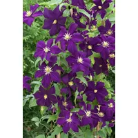 Pflanzen Für Dich Clematis viticella Viola 2L 40- 60