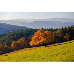 Fototapete PAPERMOON "Wald Landschaft", bunt, B:5,00m L:2,80m, Vlies, Tapeten