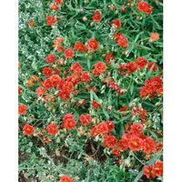 Pflanzen Für Dich Helianthemum x cult. 'Orange Double', Sonnenröschen,