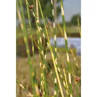 Pflanzen Für Dich Scirpus lacustris tabernaemont. Zebrinus gestreift, ca.