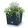 Prosperplast Rato Low 40 x 40 x 40,8 cm anthrazit