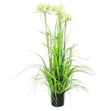 Europalms Sterngras, 120cm
