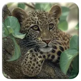 3D LiveLife Kork Matte - Baumumarmer von Deluxebase. Linsenförmige-3D-Kork Leopard Welpe Untersetzer. rutschfeste Getränkematte mit Originalkunstwerk lizenziert vom bekannt Künstler Collin Bogle