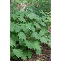 Pflanzen Für Dich Kirengeshoma palmata, Gelbe Wachsglocke, ca. 9x9