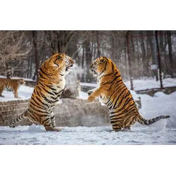 Fototapete PAPERMOON "Kampf gegen Sibirische Tiger", bunt, B:3,50m L:2,60m, Vlies, Tapeten