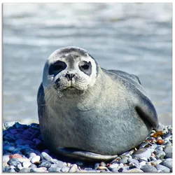 Artland Glasbild »Robbe am Strand von Helgoland«, Wassertiere, (1 St.), in verschiedenen Größen Artland Farbe Bild(er): naturfarben