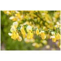 Pflanzen Für Dich Cytisus kewensis 'Niki', Besenginster, cremeweiß, 20–30