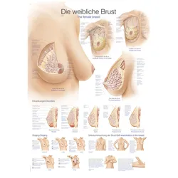 Lehrtafel Die weibliche Brust  70x100cm