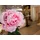 Europalms Pfingstrosenzweig Classic, pink, 80cm