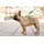 Curli Clasp Vest Hundegeschirr Braun 3XS