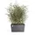 Ecopots Paris Grau (HxBxT) 40 x 60 26 cm