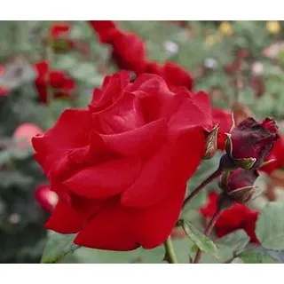 Kletterrose 'Santana®', Rot, Dunkelrot